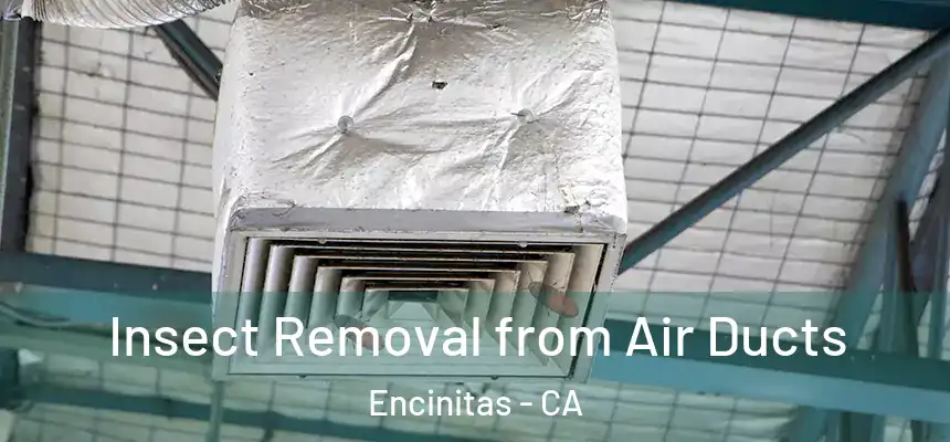Insect Removal from Air Ducts Encinitas - CA